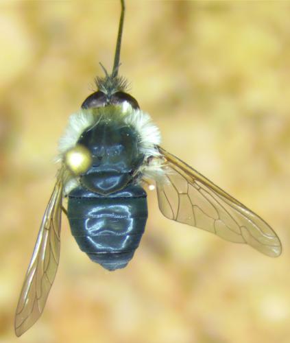 Réf. 279 429 : Systoechus sp.